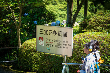 Uji, Kyoto, Japan. Colorful Hydrangeas in Mimurotoji Temple Garden. 