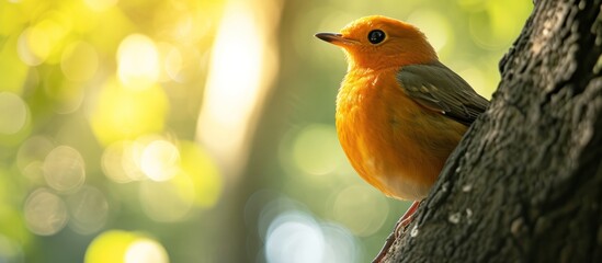 Canvas Print - Bird sitting on a tree, glancing sideways, orange in color.