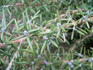 Wall Mural - Blue Flower Rosemary