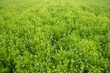 © Artyponds - Blooming White Nigella sativa flowers in the field. Top view Texture background