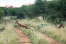 A Springbok Lamb Leaping In The Air