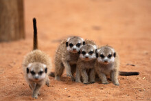 Meerkat Pups In Nature
