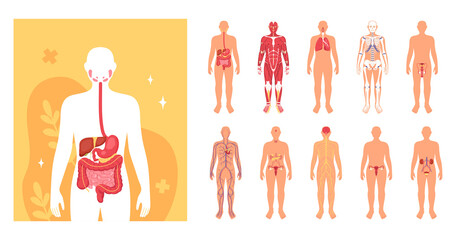 Human body and organs illustrations in flat design