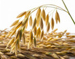 Isoleded oat crops on a white background