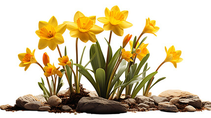 Wall Mural - Daffodil flower on a transparent png