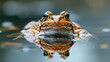 A marsh frog with its reflection on the water 