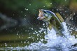 © DK_2020 - Largemouth bass jumping out of the water