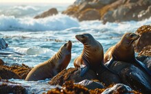 Coastal Rock Serenade Playful Sea Lions