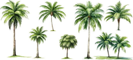  Set of watercolor coconut trees on transparent background.