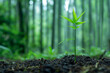 a bamboo seedling grows in a forest – a symbol for sustainability, growth and new beginning