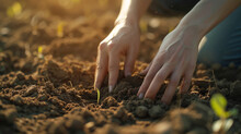 An Agronomist's Hands Examine The Soil.