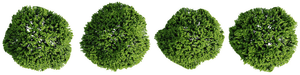 Poster - Top view tree,Berberis thunbergii kobold isolate transparent background.3d rendering PNG