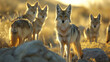Coyot family standing in front of the camera in the rocky plains with setting sun. Group of wild animals in nature.