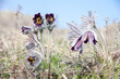 Close-up of purple flowering plants in a meadow. Pulsatilla Pratensis. Selective focus