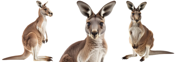 Wall Mural - Red kangaroo collection, portrait, front and side view, isolated on a white background