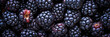 blackberries background 