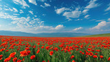 Fototapeta Kwiaty - A breathtaking panorama of endless red poppy fields under the open sky