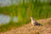 Close Up View Of The Collard Dove Bird Resting On Ground..