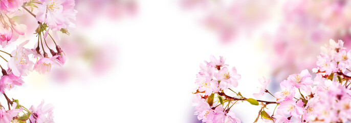 Wall Mural - fresh bright pink cherry blossom flowers on a tree branch in spring, sakura springtime season, isola