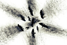Flying Birds Of Prey. Abstract Art Nature. Dispersion, Splatter Effect. White Background.