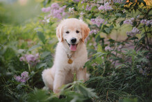 A Funny Golden Retriever Puppy Sits In The Spring Against The Background Of Lilac Bushes. Active Recreation, Playing With Dogs. A Family Dog. Shelters And Pet Stores