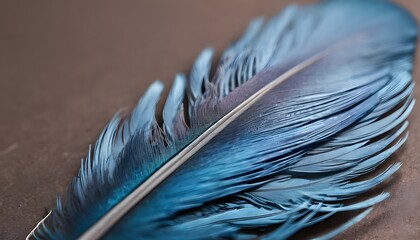 blue feather pigeon macro photo. texture or background