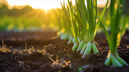 Wall Mural - Close up of Leeks growing on a farm.