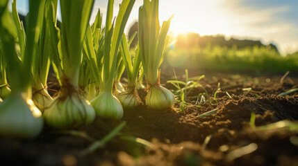 Poster - Close up of Leeks growing on a farm.