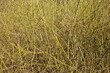 Grün-gelbe Zweige im Frühling, Deutschland