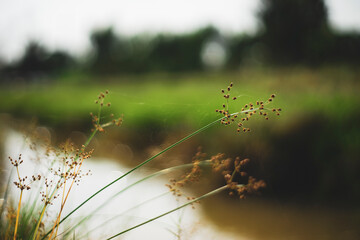  Chrysopogon aciculatus resting relaxing in flower garden. senior leisure lifestyle, I put dried Chrysopogon aciculatus in my room, Chrysopogon aciculatus grow naturally on open land,