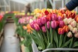 person pushing cart full of mixed colorful tulips in a greenhouse