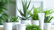 Skincare Tubes Amid Aloe Plants, Merging Natural Ingredients With Beauty Care