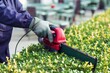 individual wearing gloves shaping a hedge with electric hedge trimmer