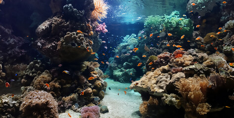 Wall Mural - coral reef in the red, coral reef and fishes, coral reef with fish, an underwater image of a coral reef include