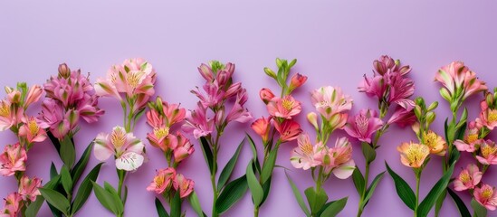 Poster - Alstroemerias arranged on violet background, flat lay, top view, ample space