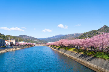 Wall Mural - 満開の河津桜