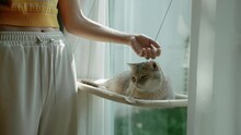 Young Woman Is Gently Stroking The Head Of A British Shorthair Cat Lying Sunbathing By The Window With Love.
