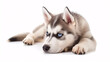 Husky dog isolated on white background with full depth of field and deep focus fusion
