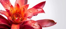 Gorgeous Red Bromeliad Flower, White Background.