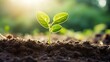 Green seedling growing from seed on blurred nature background, Ecology concept