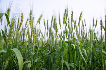 Wall Mural - Close-up green Wheat  Spike grain in the field