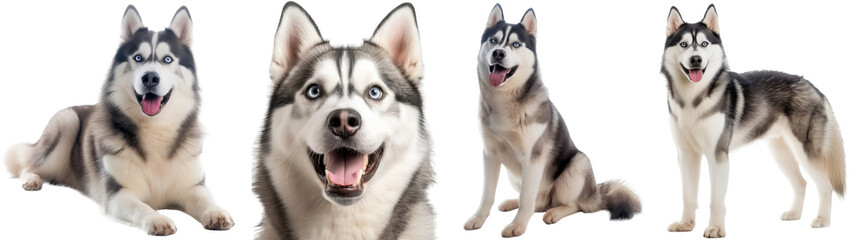 Wall Mural - Siberian husky dog bundle, portrait, standing, sitting, lying, isolated on a white background