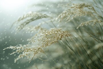 Poster - A close-up view of a bunch of tall grass. Perfect for nature or outdoor-themed designs