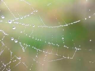 spider web with dew drops