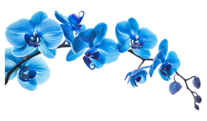 Leinwandbilder - Orchid branch with blue flowers