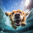 Diving dog in the pool