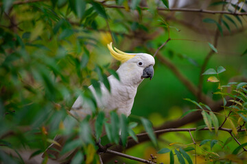 Wall Mural - Cockatoo parrot sitting on a green tree branch in Australia. Big white and yellow cockatoo with nature green background