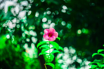 Allamanda blanchetii is a species of flowering plant in the La po ma family. Allamanda blanchetii bring good luck, fortune and positive energy.