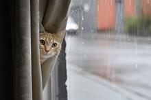 Cat Peeking Out From Behind A Curtain, Wet Street Outside