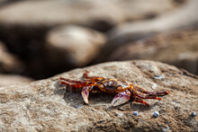 Crab On A Rock